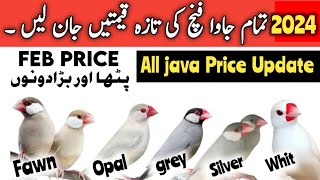 All java price 2023  java finch price in pakistan  Silver white fawn grey Opal Jawa price update [upl. by Yeslah]