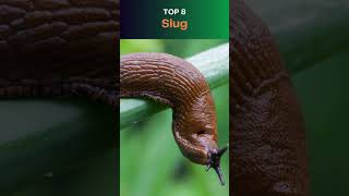 Top 10 Slowest Animals in the World [upl. by Frohman]