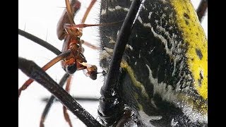 nephila mating extreme macro [upl. by Stuppy346]