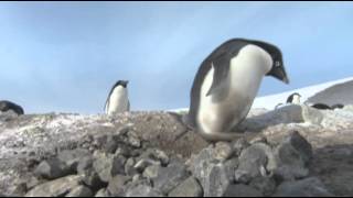 Pingüinos criminales  Frozen Planet  Discovery Latinoamérica [upl. by Heisel]