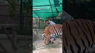 Tigress with cubs MashaAllah faiziwildlife [upl. by Hawkie331]