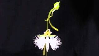 Flowers of Habenaria radiata open [upl. by Joanne]