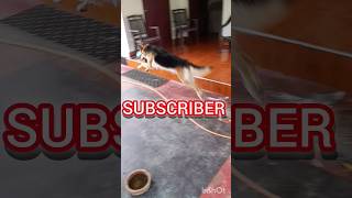 ගෙදර ආවම තියෙන සතුට❤️german shepherdfunny doganimal Brunoboy jermanshepherd funnydog [upl. by Hakon]