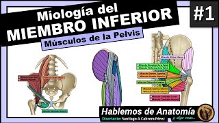 🔴👉MIOLOGIA DEL MIEMBRO INFERIOR 🟪 MUSCULOS DE LA PELVIS  ANATOMIA [upl. by Miru737]