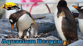 Aquarium Bergen  Ein gutes Ziel in Norwegen  Von Nah zum Zoo 4k [upl. by Araes525]