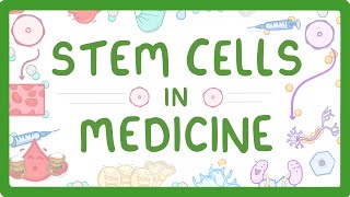 GCSE Biology  Stem Cells in Medicine [upl. by Amirak]