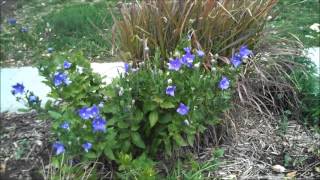 Platycodon grandiflorus  Balloon Flower [upl. by Aekim91]