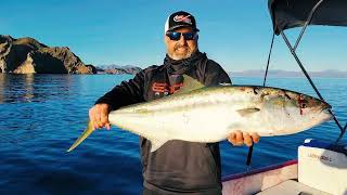 loreto mexico yellowtail fishing Toby and Cindy smash giant Yellowtail with Paco RTF captain [upl. by Shabbir]