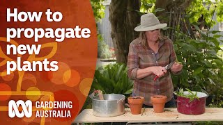 How to propagate new plants for the next growing season  Gardening 101  Gardening Australia [upl. by Mehitable]