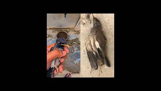 Heatstroke 😢thirsty bird loss her life shorts fruit birds parrots travelvlog green [upl. by Katzen]