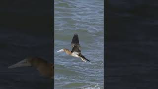 Gannet takeoff gannet australia queensland birds wildlife ​⁠nikonaustralia [upl. by Atniuqal]