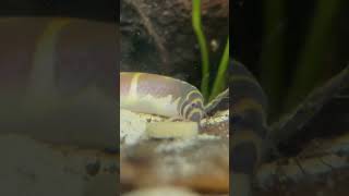 Kuli loach eating food loaches aquarium feedingtime animals [upl. by Aerol]