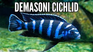 How to Keep the Most Aggressive African Cichlid the Demasoni Cichlid [upl. by Posner225]