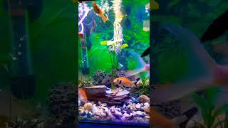 Molly Fish Guppy Fish Platy Fish Shipping King Fish [upl. by Helfand]