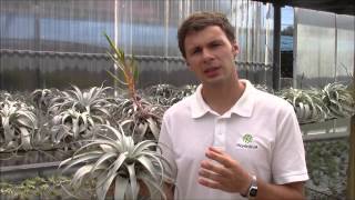 Tillandsia xerographica Planta Brutt Video 18 [upl. by Kcirdle679]