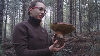 Boletus Pinicola amp Edulis Noviembre 2013 2º part  fungi porcini e rosso ceps  otoño 2013 [upl. by Laureen]