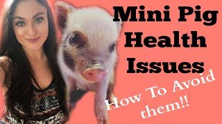 My Mini Pig Emergency [upl. by Nila653]