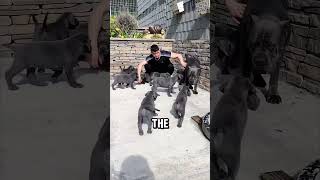 Cane Corso vs Which Rottweiler is better [upl. by Southard]