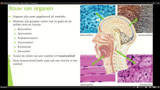 Klas 3 Mavo Thema 1 Organen en Cellen basisstof 2 Bouw van organen [upl. by Yrtnej]