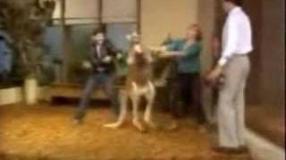 Kangaroo Punches Woman  Funny [upl. by Tam433]