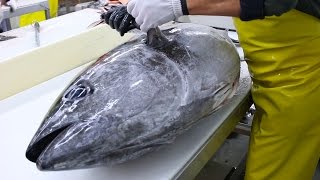 Giant Bluefin Tuna Fishing Part 1 [upl. by Lanoil205]