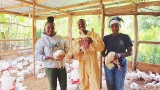 HOW TO START A PROFITABLE BROILER CHICKEN FARM ON A BUDGET broilerfarmingchicken [upl. by Nolyaw235]