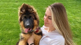 My New German Shepherd Puppy The First Month at Home [upl. by Candace815]