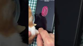 video del hamster o cuy que registra su huella digital de su patita en un teléfono touch iPhone usa [upl. by Odnomyar116]