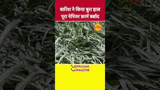 Best napier grass in india  napier grass stick price shortsvideo [upl. by Carbone49]