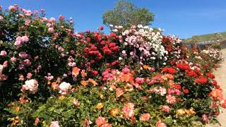 Climbing Rose Garden in Quarry Lake California [upl. by Eissat]