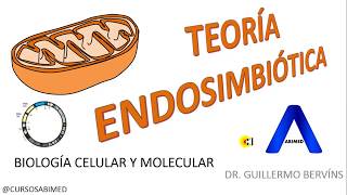 ¿Qué es la Teoría Endosimbiótica Mitocondrias l Biología Celular y Molecular [upl. by Burrow]