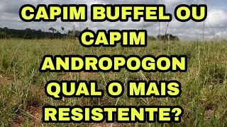 CAPIM BUFFEL OU CAPIM ANDROPOGON PARA QUEM CRIA GADO SINDI E TEM POUCA TERRA [upl. by Ahsemot598]