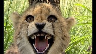 🐆 Cute Cheetah Cubs Hissing at Camera [upl. by Adlez]