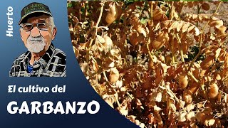 𝗚𝗔𝗥𝗕𝗔𝗡𝗭𝗢𝗦 como cultivar garbanzos Proceso completo [upl. by Florette]