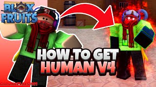 How to get Human V4 Full Guide Race V4  Blox Fruits Update 18 [upl. by Atinrahs]