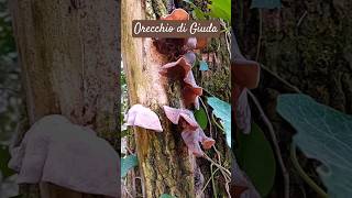 Orecchio di Giuda Auricularia auriculajudae 🍄‍🟫 NaturaWild Funghi2024 OrecchiodiGiuda [upl. by Garreth]