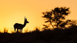 Kruger Park safari sounds  Manyeleti Game Reserve South Africa  Sunset nature sounds 🌍106 [upl. by Constance]