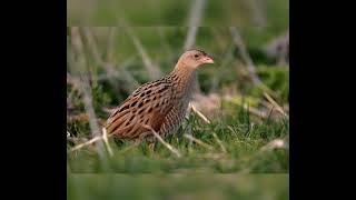 صوت طائر السلوى أو مرعة الغيط bird sound corncrake [upl. by Faubert968]