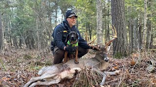 Tracking dog recovers stud Wisconsin Whitetail [upl. by Shana]