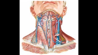 Surface anatomy of carotid arteries and jugular veins DR SAMEH GHAZY [upl. by Tnilc934]