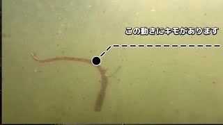 ネコリグは水中でこう動いています 釣れるアクション [upl. by Jaynell]