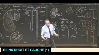 Anatomie des reins droit et gauche 1 Abdomen 9 [upl. by Aicelef]