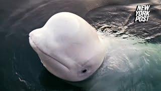 Russian ‘spy’ beluga whale found dead had multiple bullet wounds [upl. by Ayim631]