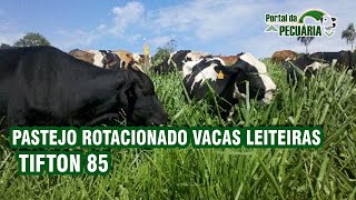 Pastejo rotacionado Vacas leiteiras  Tifton 85 [upl. by Hal]