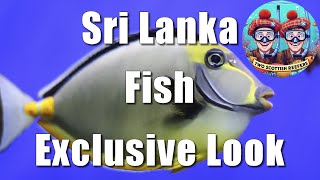 Exclusive Look Unboxing Direct Import of Marine Fish from Sri Lanka [upl. by Vaden483]