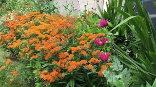 Meet Asclepias tuberosa the 2017 Perennial Plant of the Year [upl. by Tomas625]