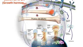 Hormona del crecimiento Growth Hormone GH Oskbioanálisis [upl. by Ailaza721]