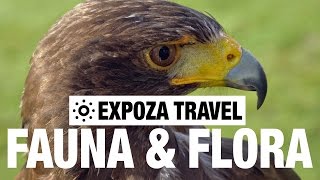 Fauna amp Flora Europe Vacation Travel Guide [upl. by Nosnehpets]