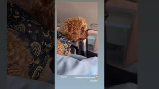 Anxious Cavapoo dog cavoodle anxiety fypシ゚viral [upl. by Llerraf728]