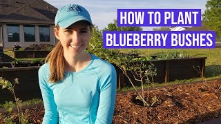 How to Plant Blueberry Bushes [upl. by Noyart]